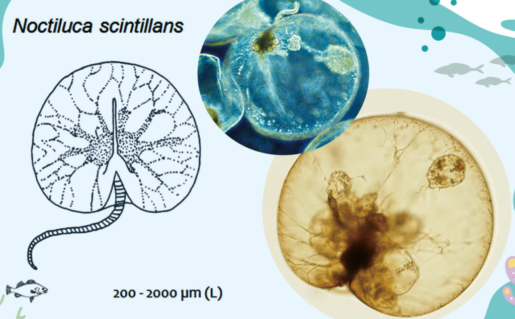 夜光蟲(藍眼淚)在顯微鏡底下的樣子,其實很多海洋生物都會發光,夜光蟲只是其中一種