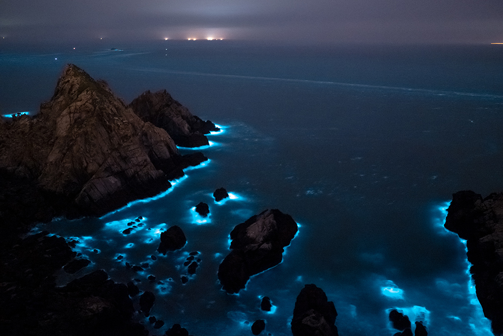 圖: 馬祖藍眼淚,堪稱世界15大奇景之一,每年4-6月為好發期