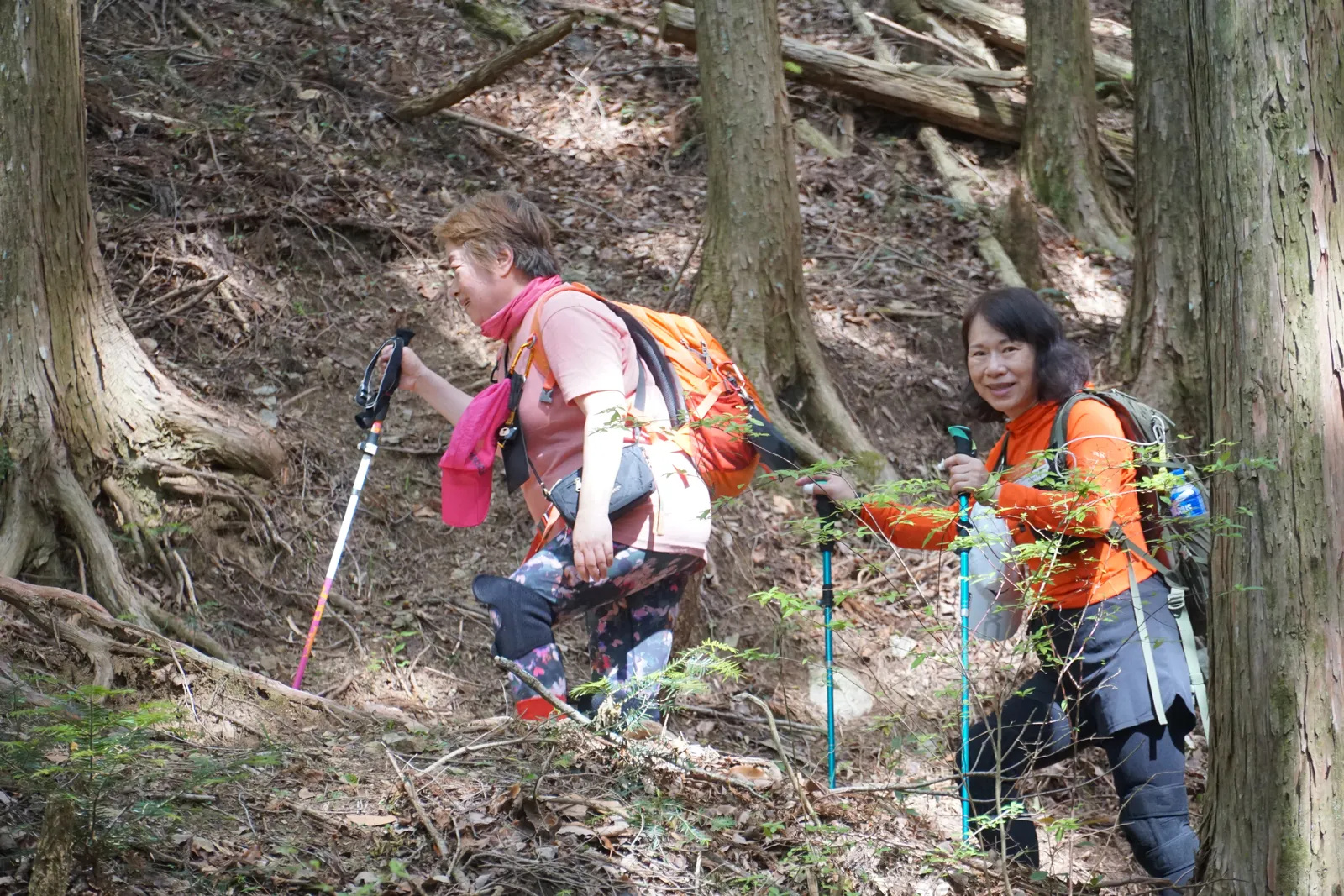 熊野古道新手在森林步道與上下坡實際使用登山杖