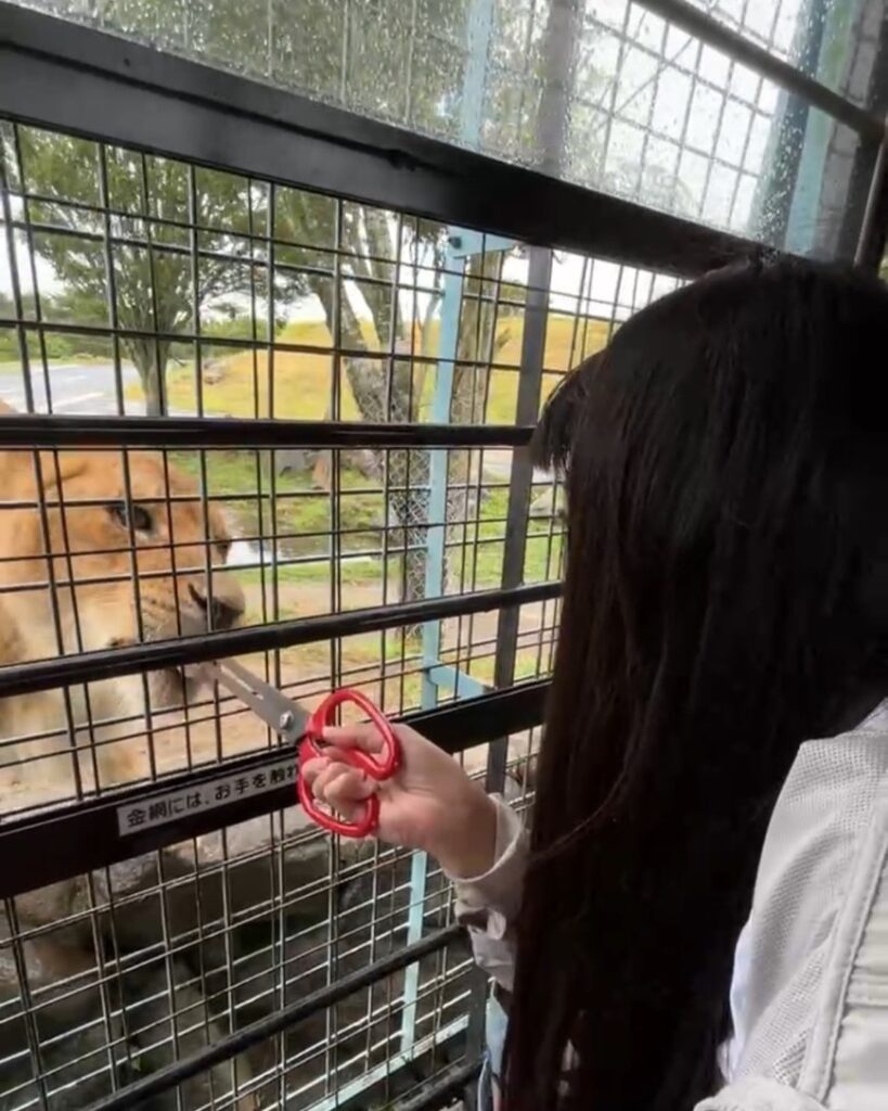 福岡 九州自然動物園 餵獅子
