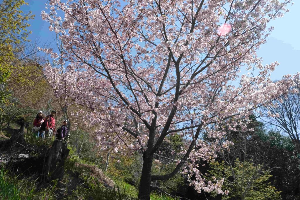 司馬庫斯步道旁櫻花景色