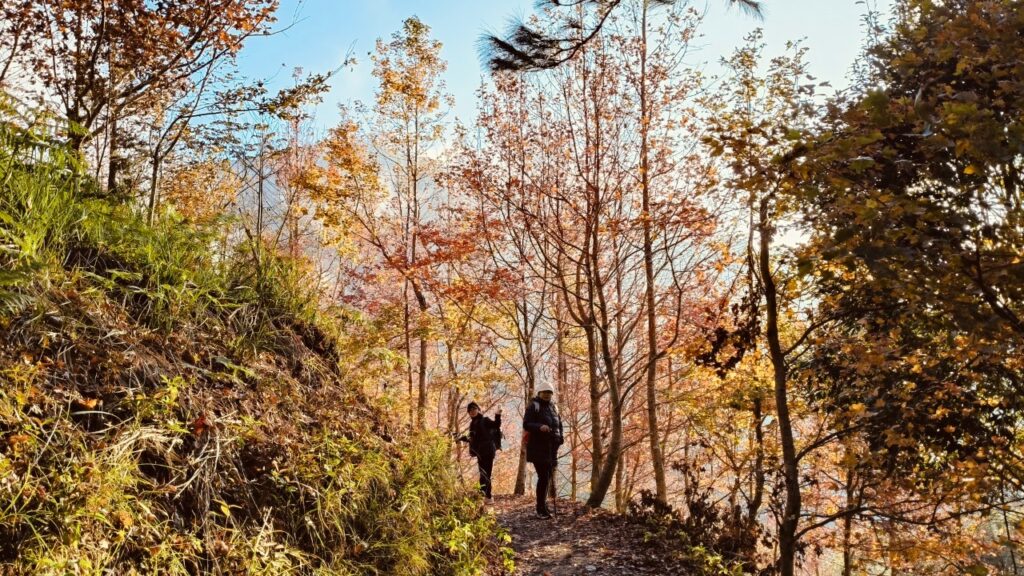 司馬庫斯巨木群步道沿途風景