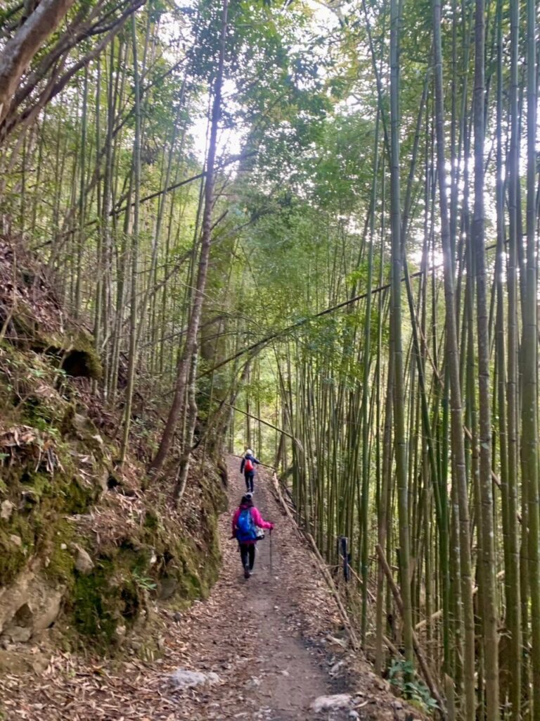司馬庫斯巨木群步道竹林景觀