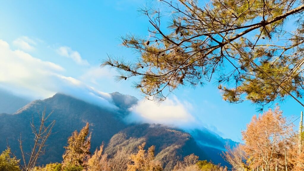司馬庫斯山林風景