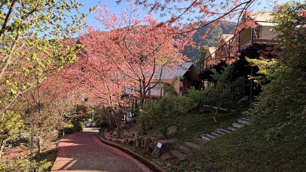 司馬庫斯小木屋前櫻花景色
