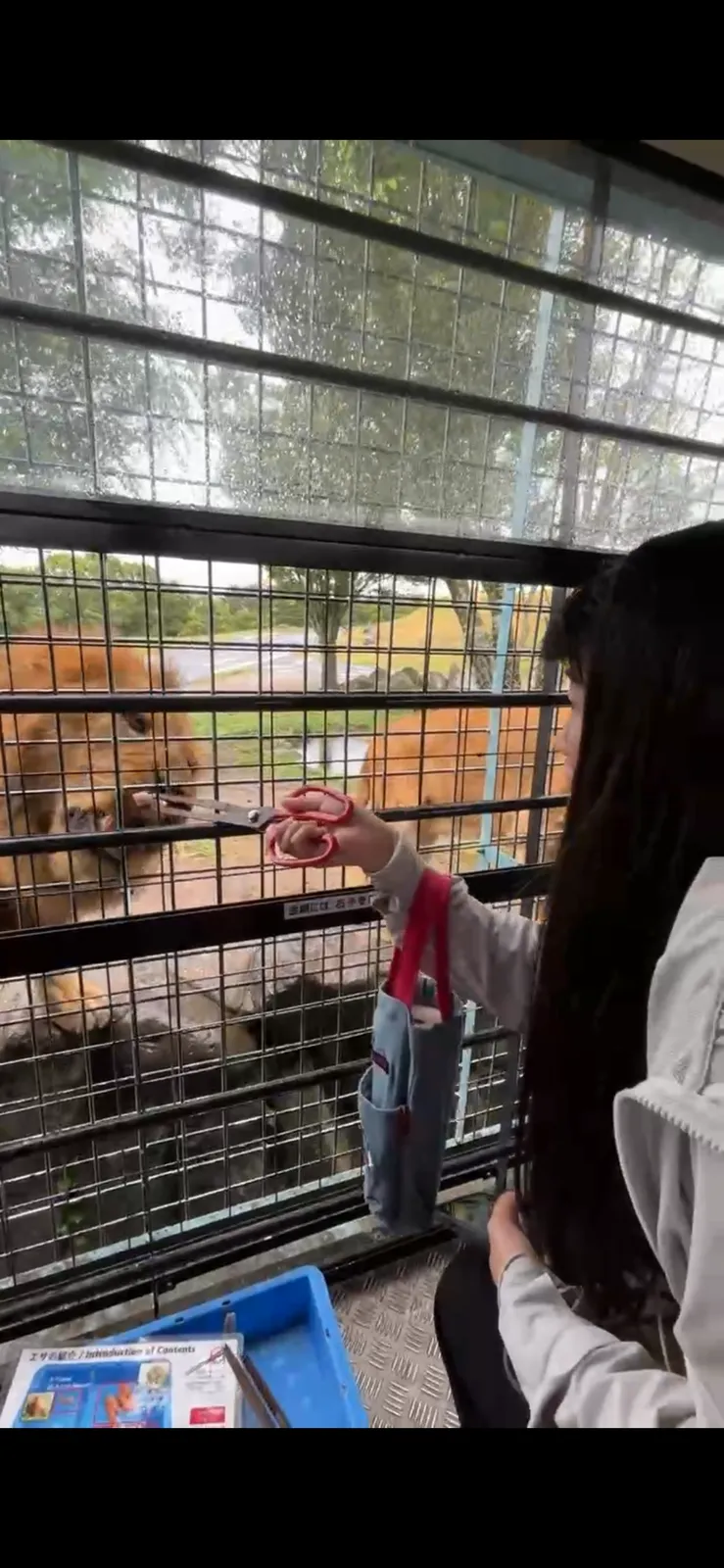 九州自然動物園叢林巴士親子餵動物體驗