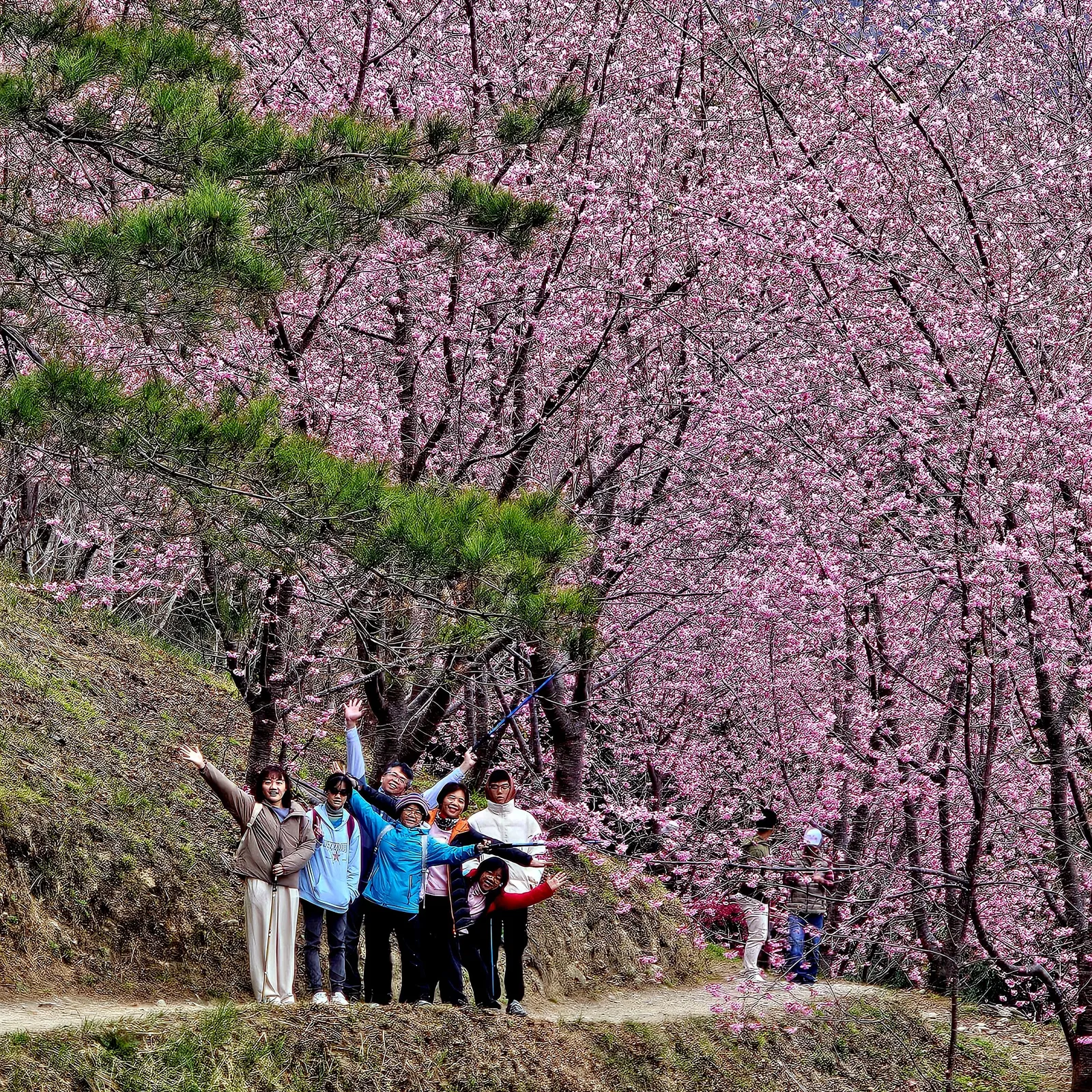 春季旅客與司馬庫斯櫻花一起合照