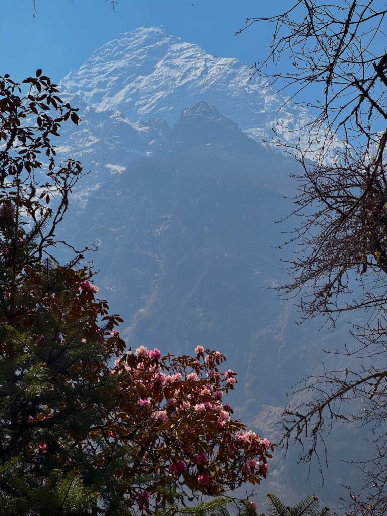 在喜馬拉雅山上綻放著粉色、紅色的樹形杜鵑（Lali Gurans）是尼泊爾的國花，象徵勇氣與吉祥，也是春季限定的美麗高山花卉。