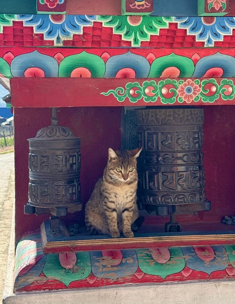 高山寺廟旁的轉經筒（Prayer Wheel）與貓貓。