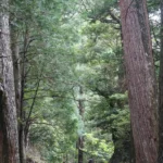 熊野古道森林裡的石階與健行者