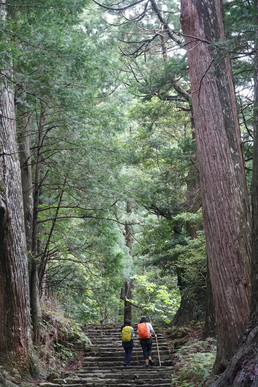 熊野古道中邊路森林與古老石階步道