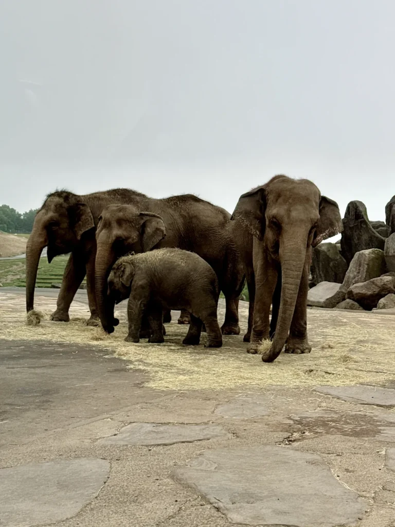 動物園裡的大象與小象